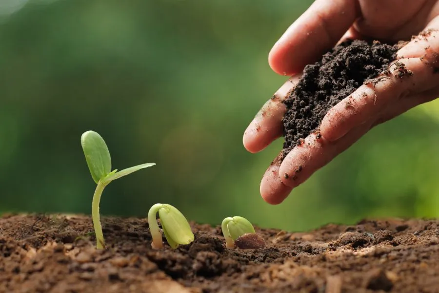 person growing a plant